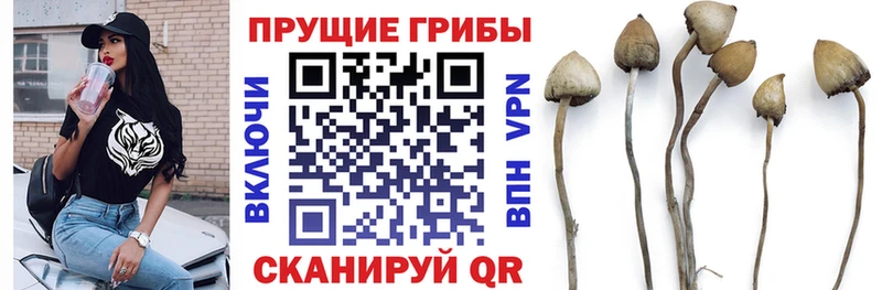 хочу наркоту  Новотроицк  Галлюциногенные грибы Cubensis 